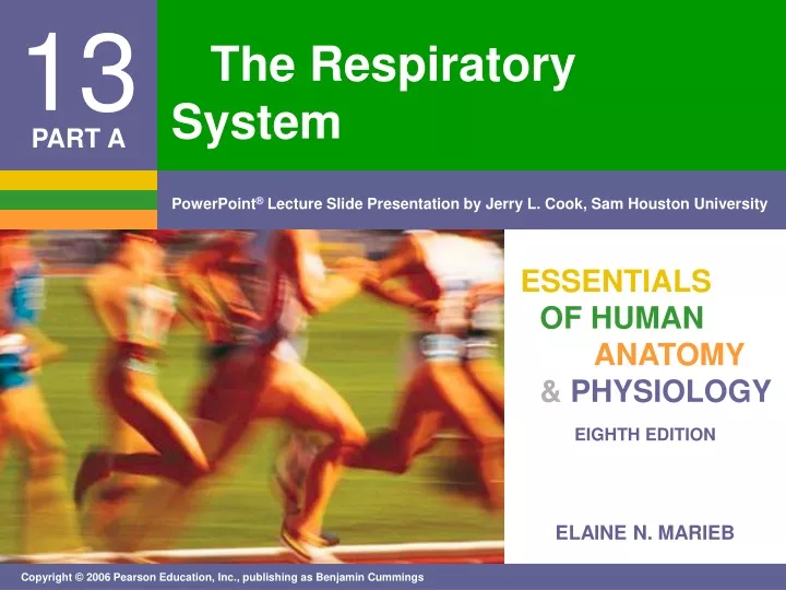 the respiratory system