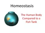 Maintaining Homeostasis in the Human Body and Fish Tank - slide 1