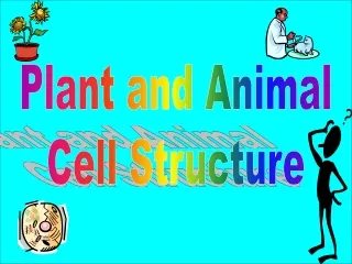 Plant and Animal  Cell Structure