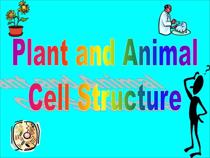 plant and animal cell structure