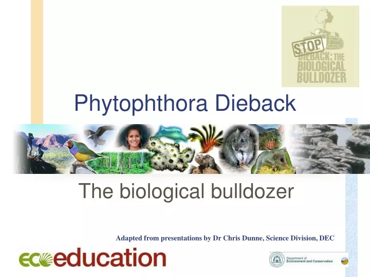 phytophthora dieback