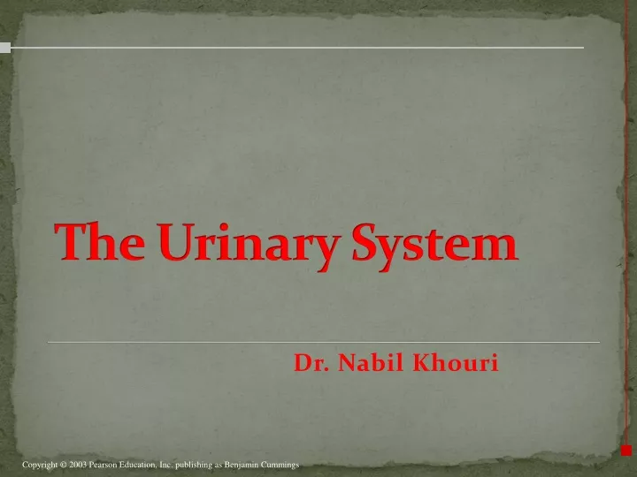 the urinary system