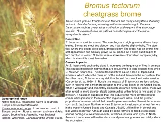 Bromus tectorum cheatgrass brome