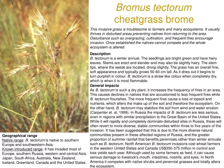 bromus tectorum cheatgrass brome
