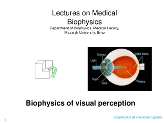Biophysics of visual perception