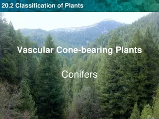 Vascular Cone-bearing Plants