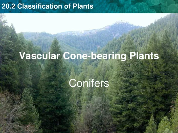 vascular cone bearing plants