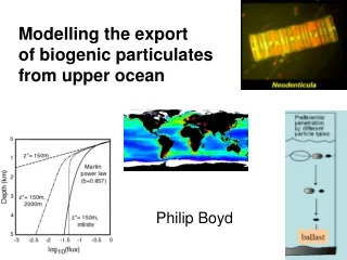 Modelling the export  of biogenic particulates  from upper ocean
