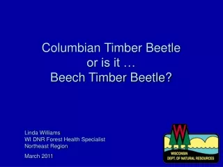 Columbian Timber Beetle or is it … Beech Timber Beetle?