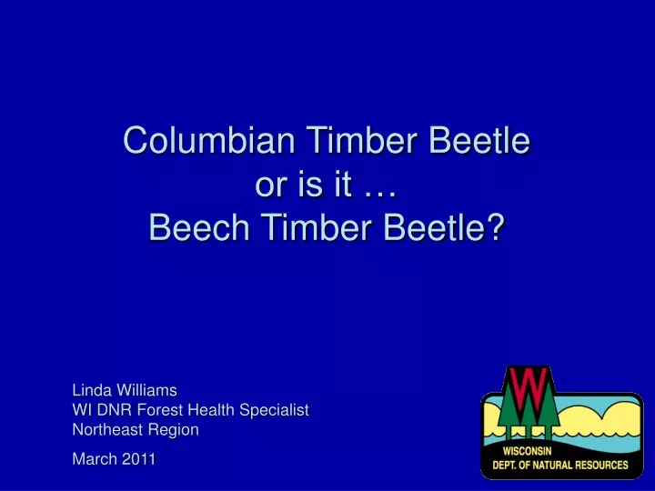 columbian timber beetle or is it beech timber beetle