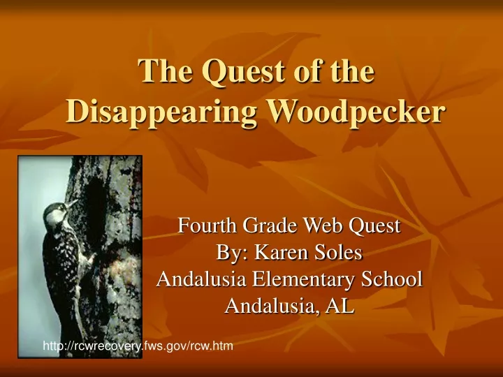 the quest of the disappearing woodpecker