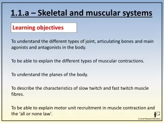 1.1.a – Skeletal and muscular systems