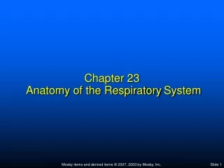 PPT - Anatomy of the Respiratory System PowerPoint Presentation, free ...