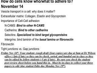 How do cells know who/what to adhere to?   November 14