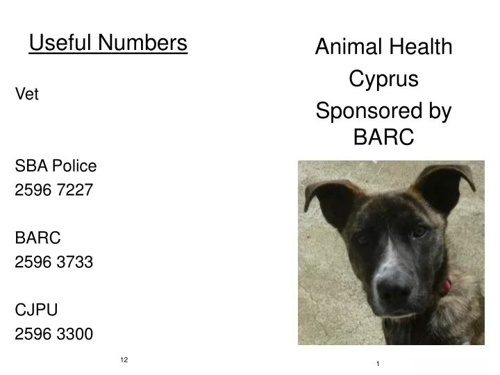 useful numbers vet sba police 2596 7227 barc 2596 3733 cjpu 2596 3300