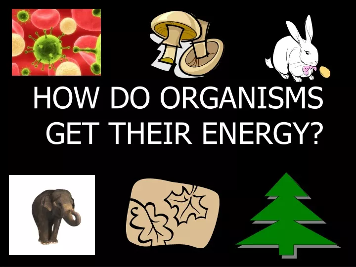 how do organisms get their energy
