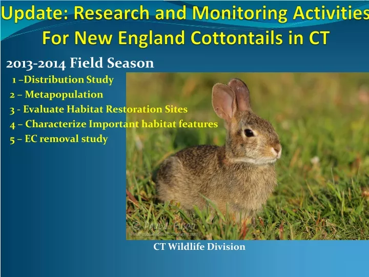 update research and monitoring activities for new england cottontails in ct