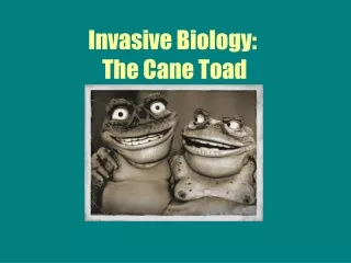 Invasive Biology:   The Cane Toad
