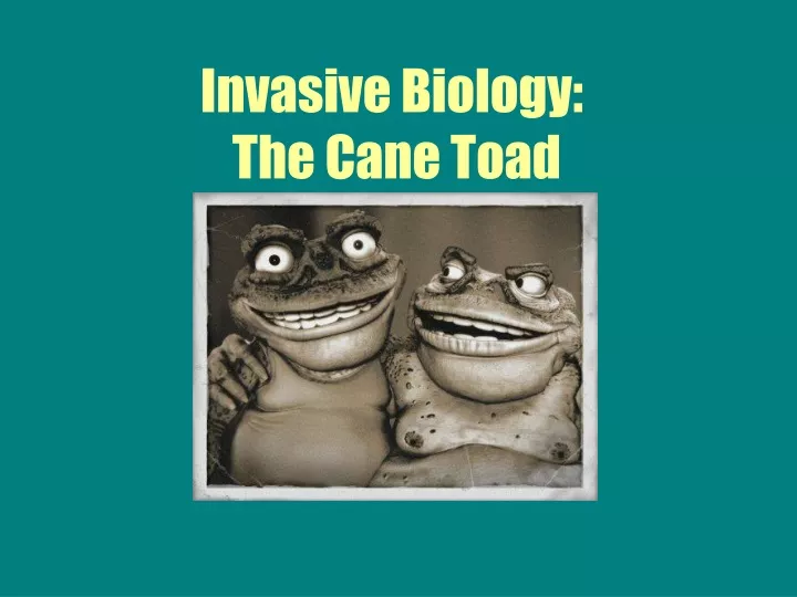 invasive biology the cane toad