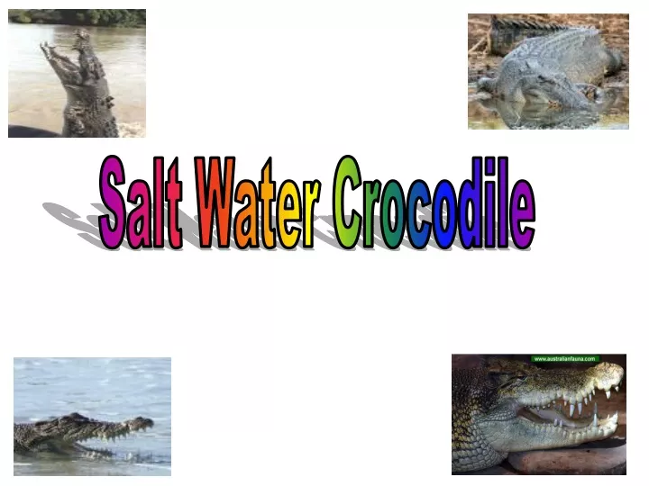 salt water crocodile