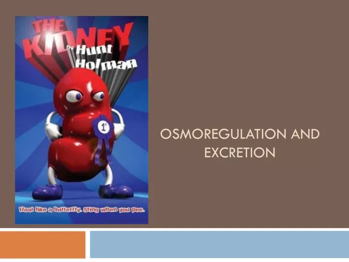 osmoregulation and excretion