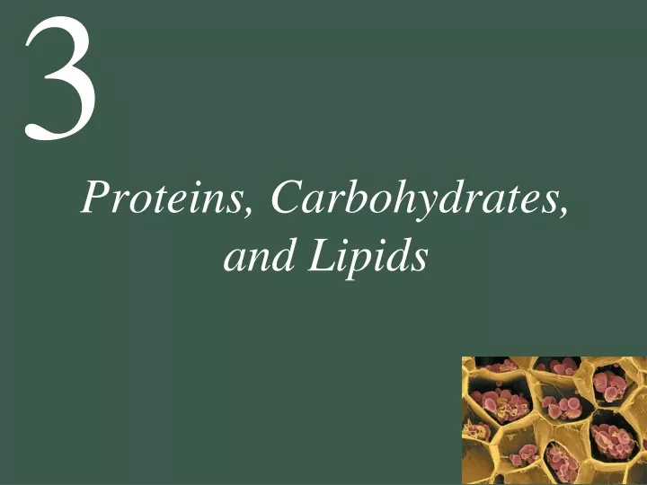 proteins carbohydrates and lipids