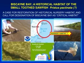 BISCAYNE BAY; A HISTORICAL HABITAT OF THE SMALL TOOTHED SAWFISH   Pristus pactinata (?)