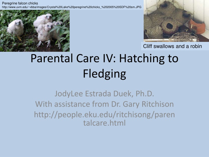 parental care iv hatching to fledging