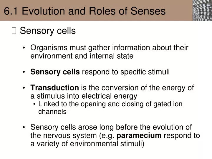 6 1 evolution and roles of senses