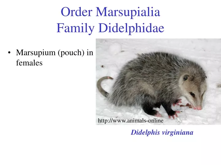 order marsupialia family didelphidae