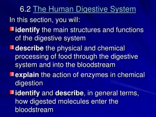 6.2  The Human Digestive System