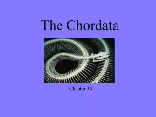 The Chordata