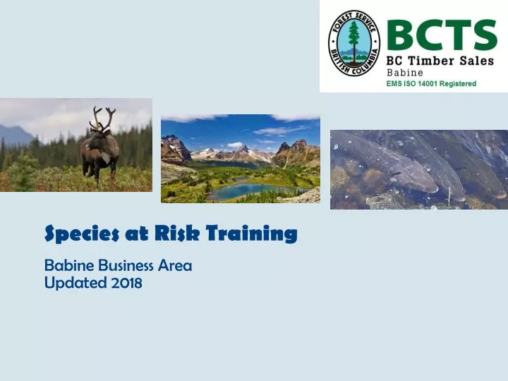 species at risk training babine business area