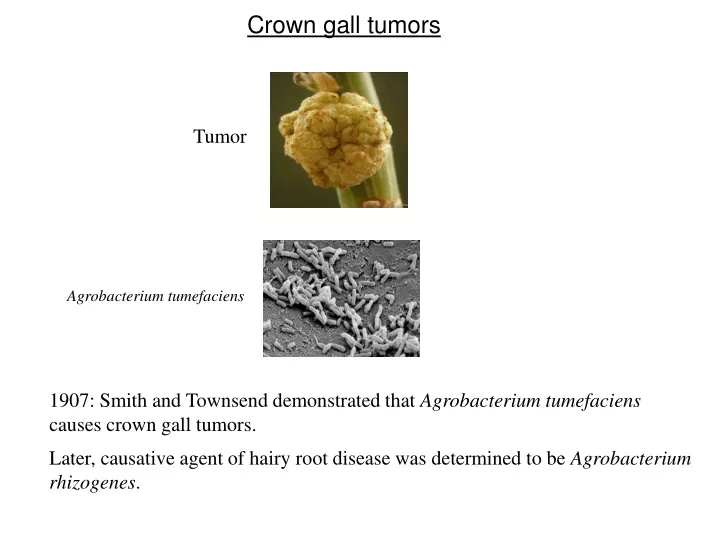 crown gall tumors