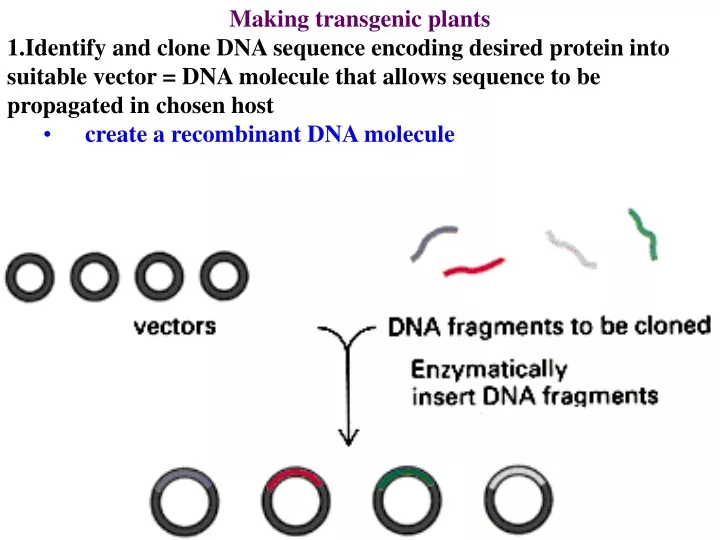 making transgenic plants identify and clone
