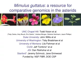 Mimulus guttatus : a resource for comparative genomics in the asterids