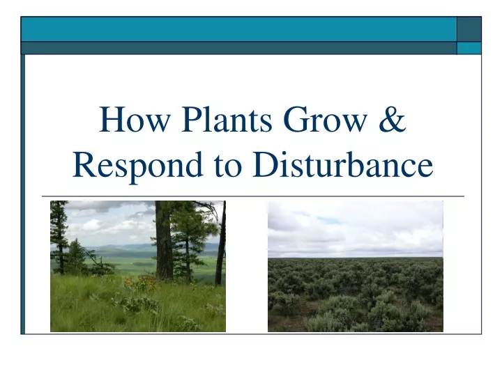 how plants grow respond to disturbance