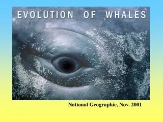 National Geographic, Nov. 2001