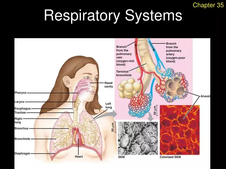 respiratory systems