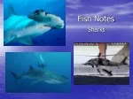 Fish Notes - slide 1