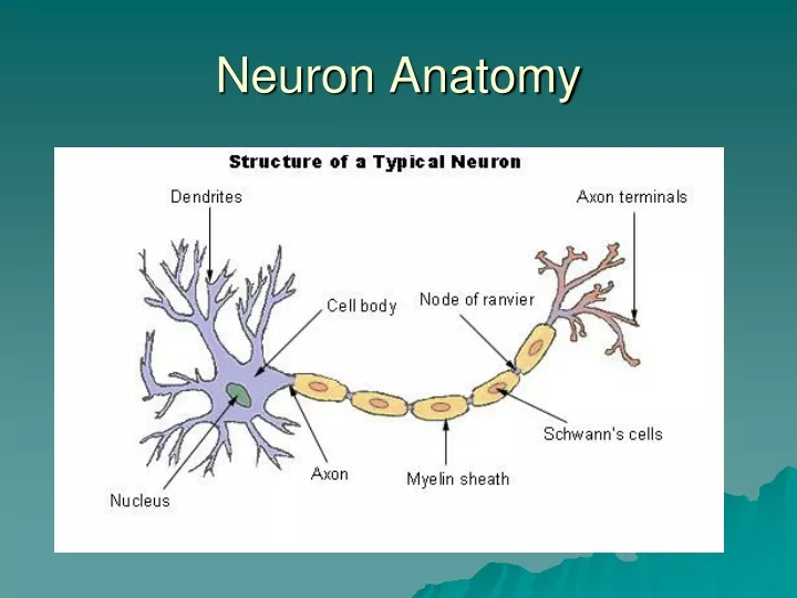 neuron anatomy