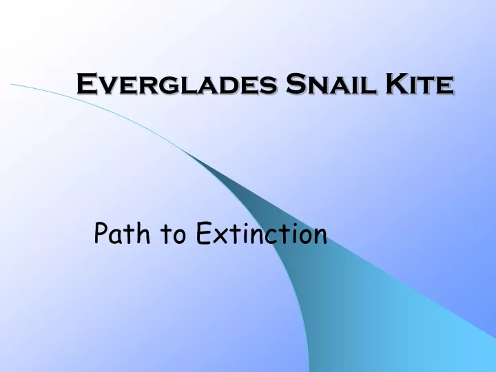 everglades snail kite