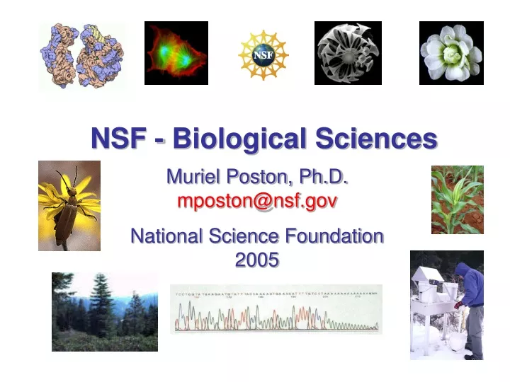 nsf biological sciences