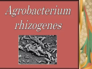 Agrobacterium rhizogenes