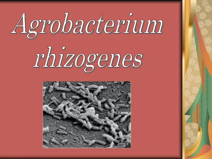 agrobacterium rhizogenes