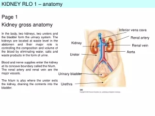KIDNEY RLO 1 – anatomy