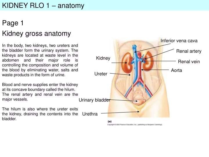 kidney rlo 1 anatomy
