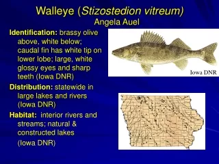 Walleye ( Stizostedion vitreum)