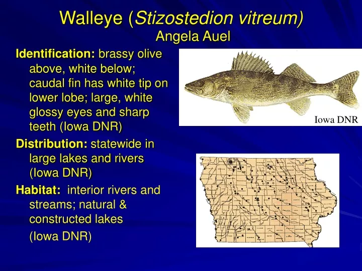 walleye stizostedion vitreum