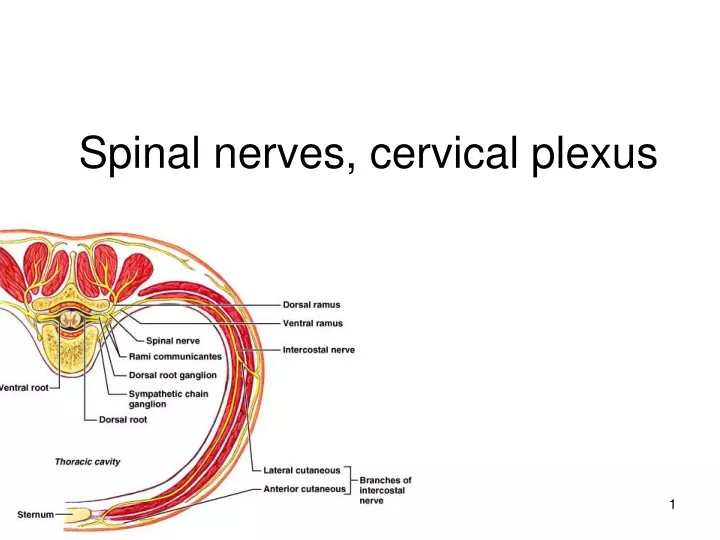 spinal nerves cervical plexus